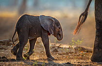 African Elephant (Loxodonta africana) very young baby following mother, Mana Pools National Park, Zimbabwe, October 2012
