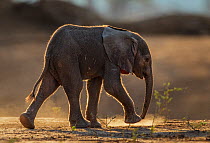 African Elephant (Loxodonta africana) very young baby walking profile, Mana Pools National Park, Zimbabwe, October 2012