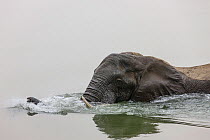 African Elephant (Loxodonta africana) in Zambezi River, Mana Pools National Park, Zimbabwe, October 2012