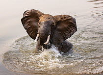 African Elephant (Loxodonta africana) in Zambezi River, Mana Pools National Park, Zimbabwe, October 2012