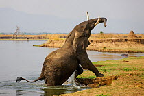 African Elephant (Loxodonta africana) getting out of Zambezi River, Mana Pools National Park, Zimbabwe, October 2012