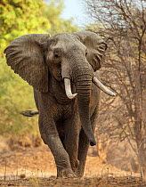 African elephant (Loxodonta africana) walking portrait, Mana Pools National Park, Zimbabwe, October 2012