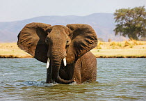 African Elephant (Loxodonta africana) portrait in Zambezi River, Mana Pools National Park, Zimbabwe October 2012