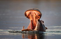 Hippopotamus (Hippopotamus amphibius) yawning whilst in river, Mana Pools National Park, Zimbabwe October 2012
