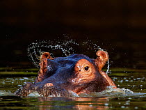 Hippopotamus (Hippopotamus amphibius) ears flicking water when opening after surfacing, ~Mana Pools National Park, Zimbabwe, October 2012