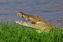 Nile Crocodile (Crocodylus niloticus) profile head portrait, Hwange National Park, Zimbabwe October 2012