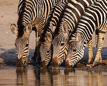 RF- Grant's Zebra (Equus quagga boehmi) four drinking at waterhole. Mana Pools National Park, Zimbabwe. October 2012. (This image may be licensed either as rights managed or royalty free.)