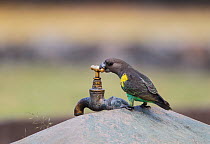 Meyer's parrot (Poicephalus meyeri) grabbing a a campsite water tap with its beak, Hwange National Park, Zimbabwe. October