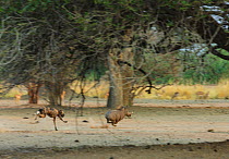 African Wild Dog (Lycaon pictus) chasing a Warthog (Phacochoeros aethiopicus) Mana Pools National Park, Zimbabwe October 2012