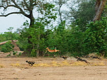 African Wild Dog (Lycaon pictus) pack chasing a jumping Impala (Aepyceros melampus melampus), Mana Pools National Park, Zimbabwe October 2012