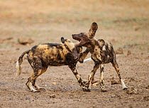 African Wild Dog (Lycaon pictus) two pups play fighting, Mana Pools National Park, Zimbabwe October 2012