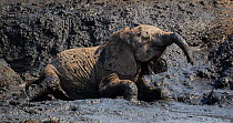 African elephant (Loxodonta africana) baby wallowing in mud, Mana Pools National Park, Zimbabwe October 2012