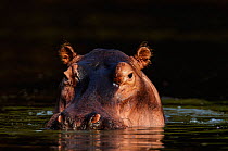 Hippopotamus (Hippopotamus Amphibius) head portrait at surface, Mana Pools National Park,  Zimbabwe October 2012