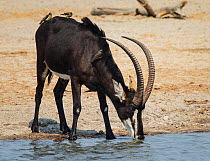 Sable antelope (Hippotragus niger) male drinking, Hwange National Park, Zimbabwe October 2012