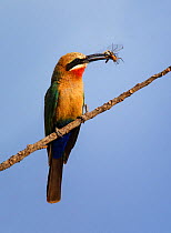 White fronted Bee-eater (Merops bullockoides) with insect prey, Mana Pools National Park, Zimbabwe October 2012