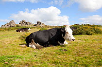 Black Hereford cross cattle (Bos taurus). Hound Tor, Dartmoor National Park, UK, August.