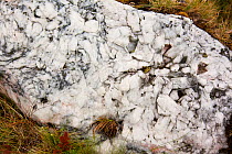 Calcite vein between grass. Dartmoor National Park, UK, June.