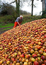 Cider maker Ron Barter inspecting his crop of apples (Malus domestica) Teign Valley, Devon, UK, November 2010.