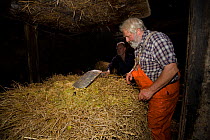 Cider maker Ron Barter treating hay as part of the production process. Devon, UK, November 2010.