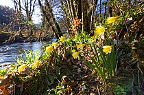 Wild Daffodils (Narcissus pseudonarcisus) by River Dunsford. Devon, UK, March.