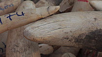 THIS VIDEO CLIP WILL BE AVAILABLE TO VIEW ONLINE SOON. TO VIEW NOW, PLEASE CONTACT US. - Panning shot along tusk of an African elephant (Loxodonta africana) in an ivory stockpile,  showing cracks and...