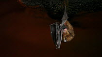 THIS VIDEO CLIP WILL BE AVAILABLE TO VIEW ONLINE SOON. TO VIEW NOW, PLEASE CONTACT US. - Sundevall's roundleaf / leaf-nosed bat (Hipposideros caffer) grooming injured elbow, Bai Hokou, Dzanga-Ndoki Na...