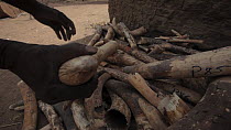 THIS VIDEO CLIP WILL BE AVAILABLE TO VIEW ONLINE SOON. TO VIEW NOW, PLEASE CONTACT US. - Park ranger adding confiscated African elephant (Loxodonta african) ivory to a pile, Zakouma National Park, Cha...