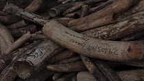 THIS VIDEO CLIP WILL BE AVAILABLE TO VIEW ONLINE SOON. TO VIEW NOW, PLEASE CONTACT US. - Close-up of a pile of confiscated African elephant (Loxodonta african) ivory, Zakouma National Park, Chad, 2010...