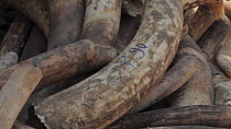 THIS VIDEO CLIP WILL BE AVAILABLE TO VIEW ONLINE SOON. TO VIEW NOW, PLEASE CONTACT US. - Close-up of a pile of confiscated African elephant (Loxodonta african) ivory, Zakouma National Park, Chad, 2010...