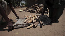 THIS VIDEO CLIP WILL BE AVAILABLE TO VIEW ONLINE SOON. TO VIEW NOW, PLEASE CONTACT US. - Park rangers picking up African elephant (Loxodonta africana) tusks laid out on a white sack, removed from a la...