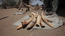 THIS VIDEO CLIP WILL BE AVAILABLE TO VIEW ONLINE SOON. TO VIEW NOW, PLEASE CONTACT US. - Park rangers laying out African elephant (Loxodonta africana) tusks laid on a white sack ready to transport the...