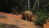 THIS VIDEO CLIP WILL BE AVAILABLE TO VIEW ONLINE SOON. TO VIEW NOW, PLEASE CONTACT US. - Adult female African forest elephant (Loxodonta africana cyclotis) bending down and feeding from a mineral dig...