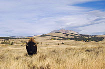 Bison (Bison bison) Yellowstone National Park, Wyoming, USA, September