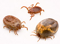 Composite image of tick showing how its body expands after feeding