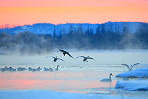 Whooper Swans (Cygnus cygnus) at dawn, Hokkaido, Japan, January