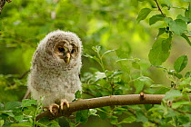 Ural Owl (Strix uralensis) chick perched on branch, Nanyo, Yamagata, Tohoku Region, Honshu, Japan, May