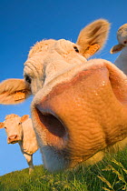 Close up of nose of curious cow looking at the camera, France