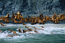 Steller Sealions (Eumetopias jubatus) on the coast of Alaska, USA