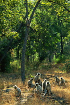 Northern plains grey langur (Semnopithicus entellus) group resting by trees, Bandhavgarh National Park, India