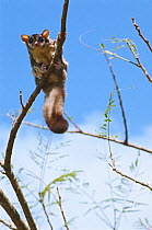 Sugar Glider (Petaurus breviceps) on branch, Australia, captive
