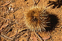 Short beaked echidna (Tachyglossus aculeatus) rolled into defensive ball, Australia