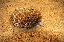 Short beaked echidna (Tachyglossus aculeautus)coming out of its burrow, Australia