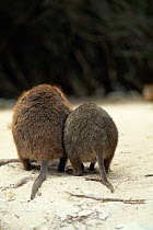 Quokka (Setonix brachyurus) rear view of mother and offspring, Australia