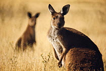 Two grey kangaroos (Macropus fuliginosus) standing in grassland, Australia