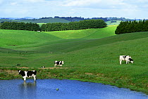 Holstein cattle in field and at the edge of a pond, Australia