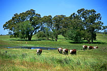 Hereford cattle in grassland, Australia