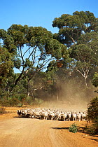 Herd of sheep going down a dusty road, Australia