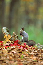 Red squirrel (Sciurus vulgaris) feeding, Nopporo, Hokkaido, Japan