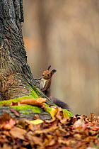 Red squirrel (Sciurus vulgaris) at base of the tree, Nopporo, Hokkaido, Japan