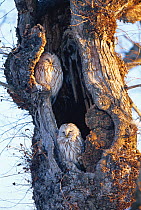 Two ural owls (Strix uralensis) sleeping in hollow tree trunk, Shizunai, Hokkaido, Japan, February